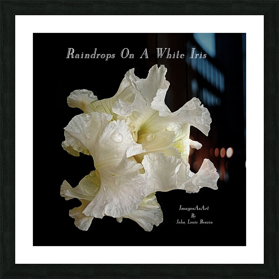 Raindrops On A White Iris Picture Frame Printing