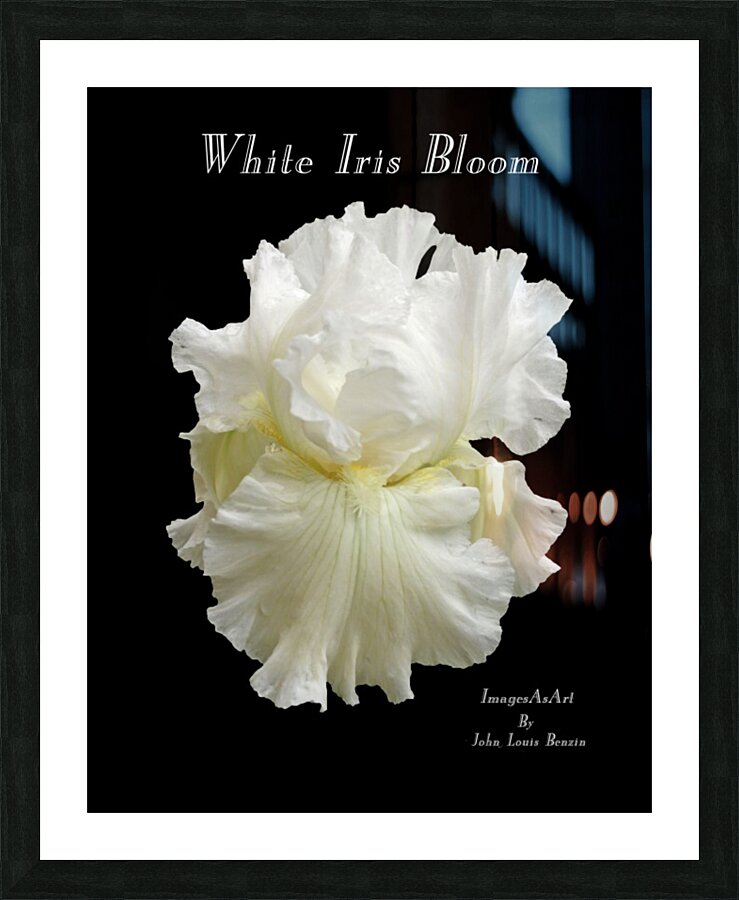 White Iris Bloom Picture Frame Printing