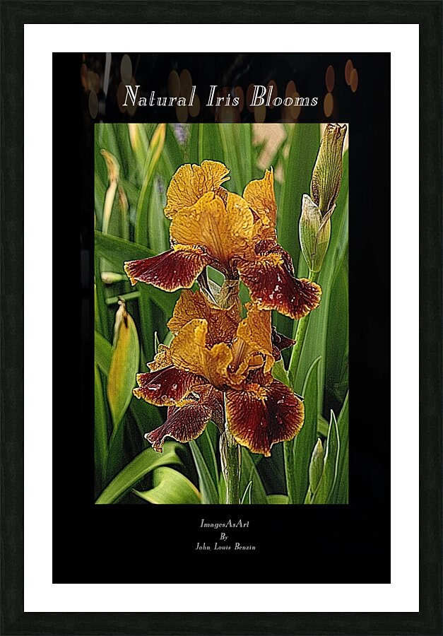Natural Iris Blooms Picture Frame Printing