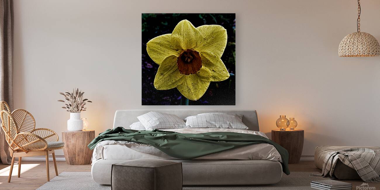 A Dirty Daffodil Bloom Reproduction