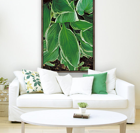 Hosta Leaves in Spring Reproduction