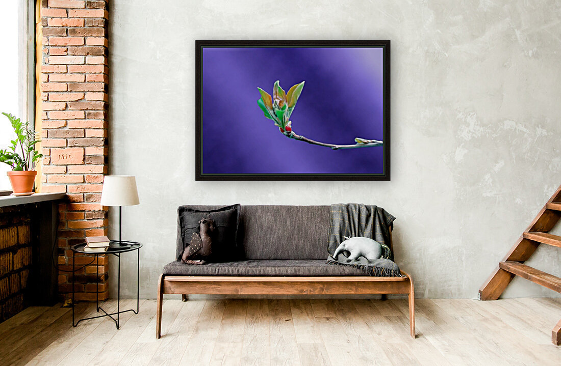 Apple Tree Flower Bud Reproduction