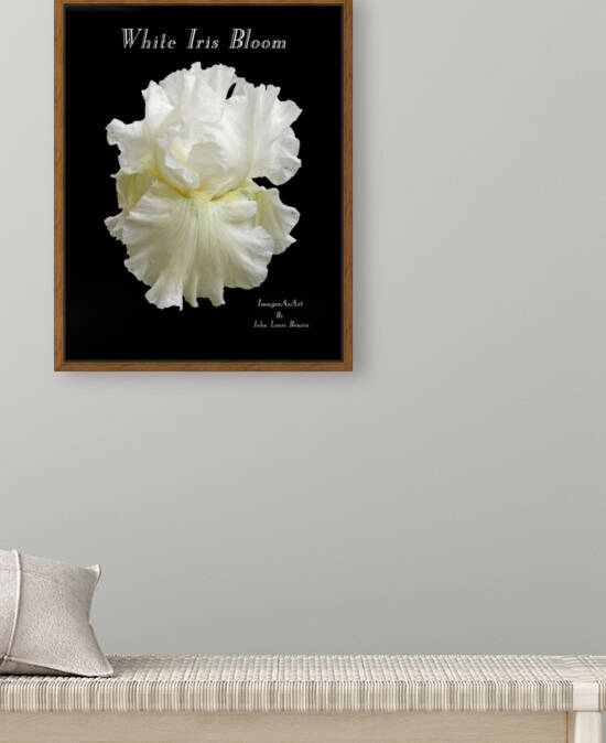 White Iris Bloom by ImagesAsArt By John Louis Benzin