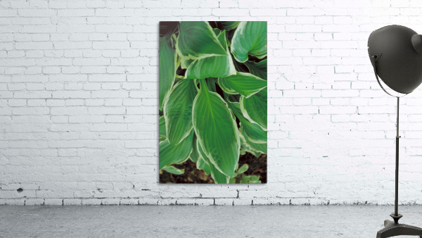 Hosta Leaves in Spring Wall Preview