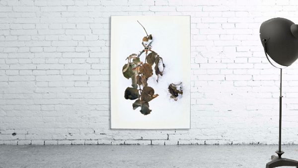 A Winter Rose Bush Wall Preview