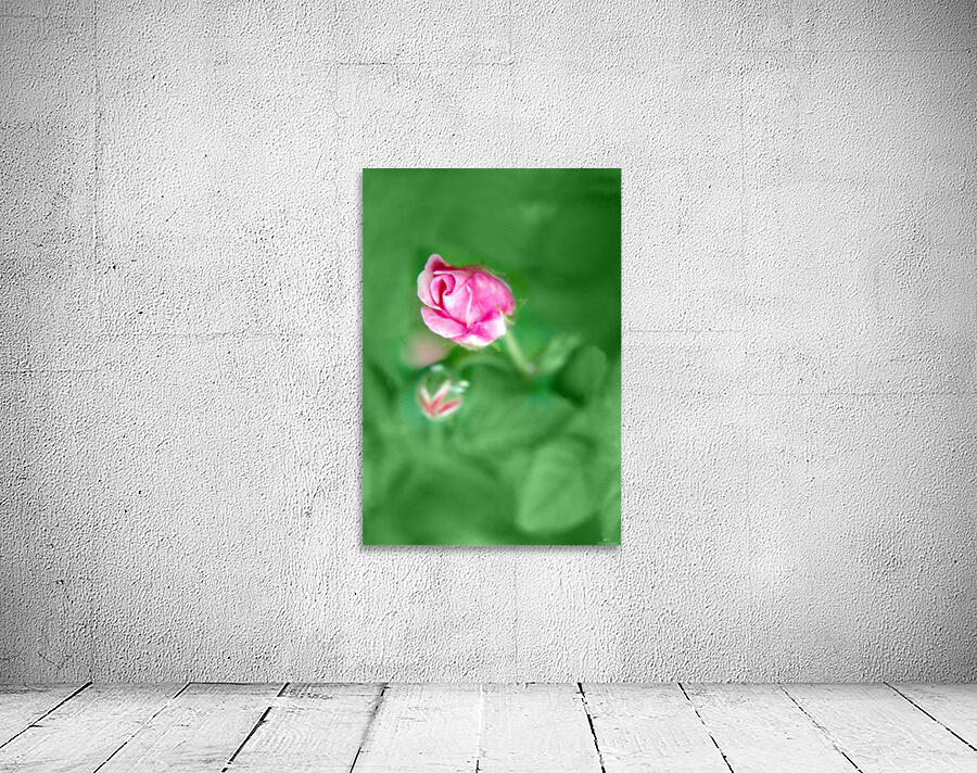 Rose Bud Wall Preview