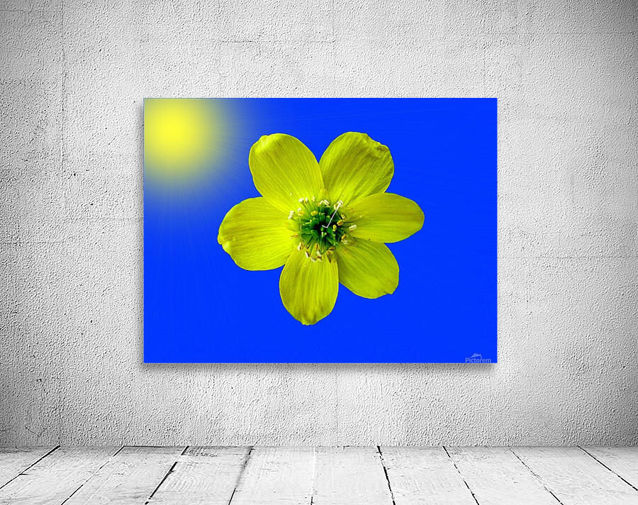 Winter Aconite Bloom With Sunrays Wall Preview
