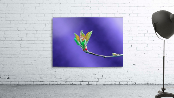 Apple Tree Flower Bud Wall Preview