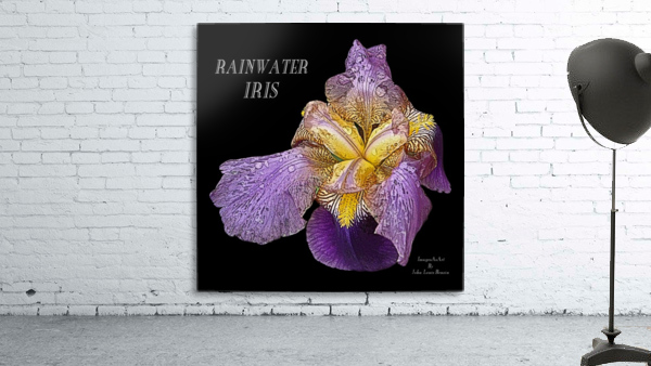 Rainwater Iris Wall Preview
