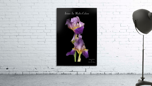 Irises In Multi Colors Wall Preview