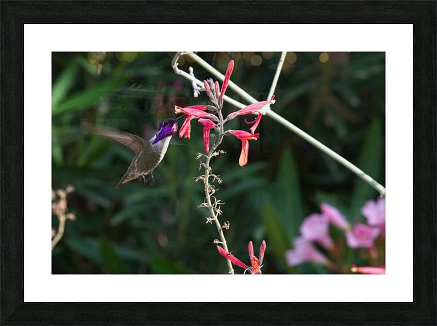  DON4932 Picture Frame print