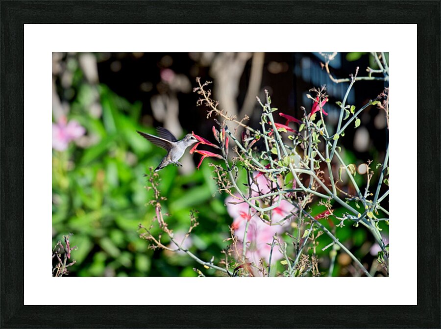  DON6555 Picture Frame print