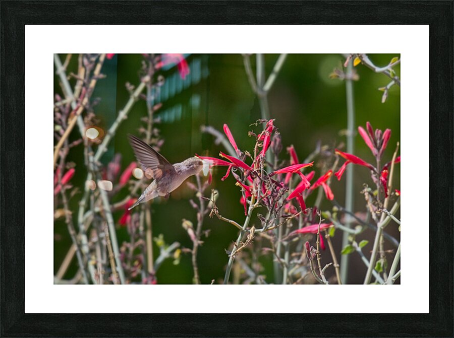  DSC3251 Picture Frame print
