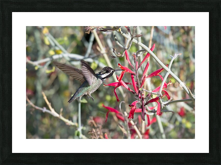  DON5070 Picture Frame print