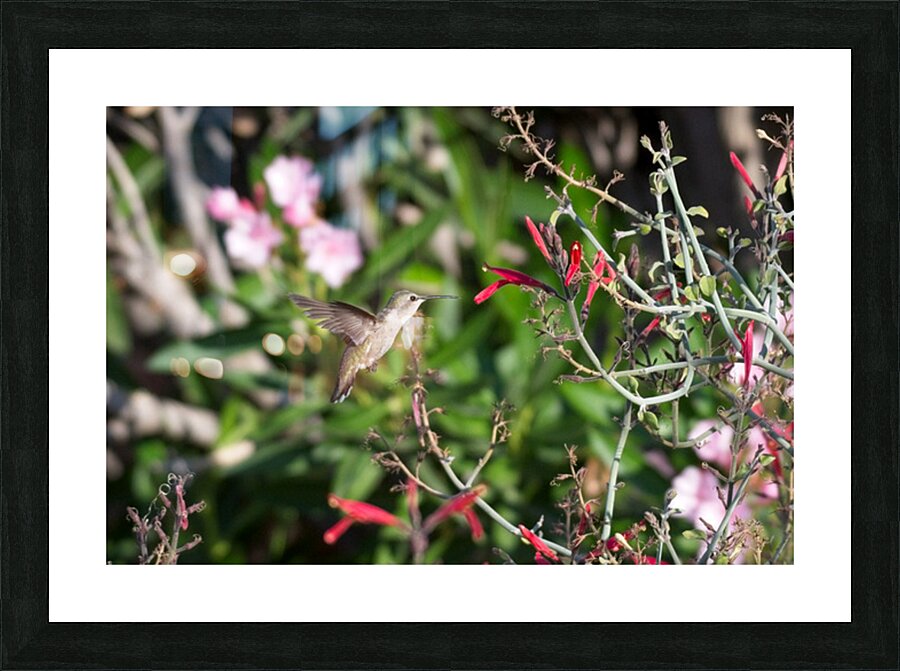  DON6328 Picture Frame print