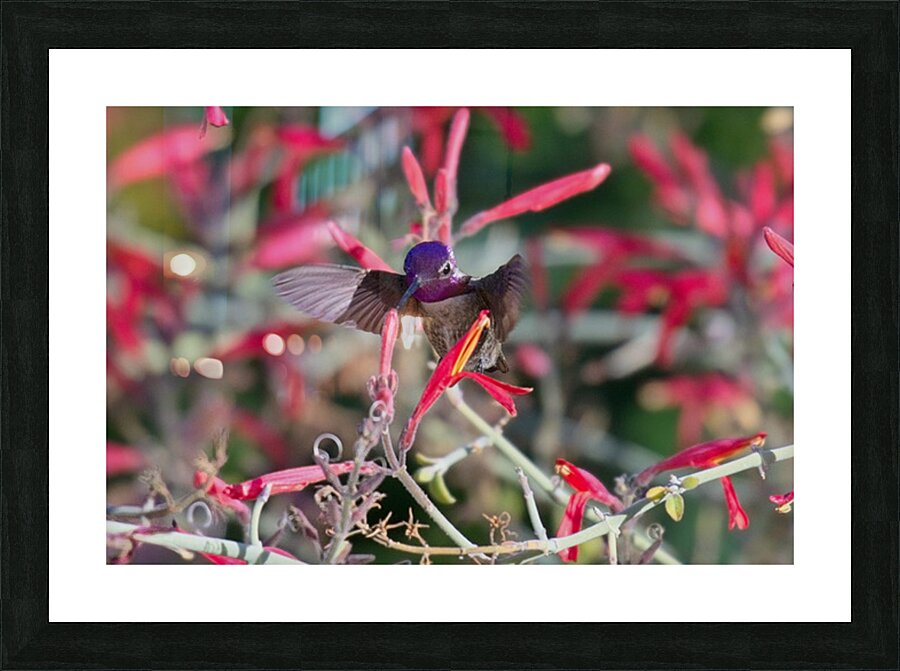 DON3770 Picture Frame print