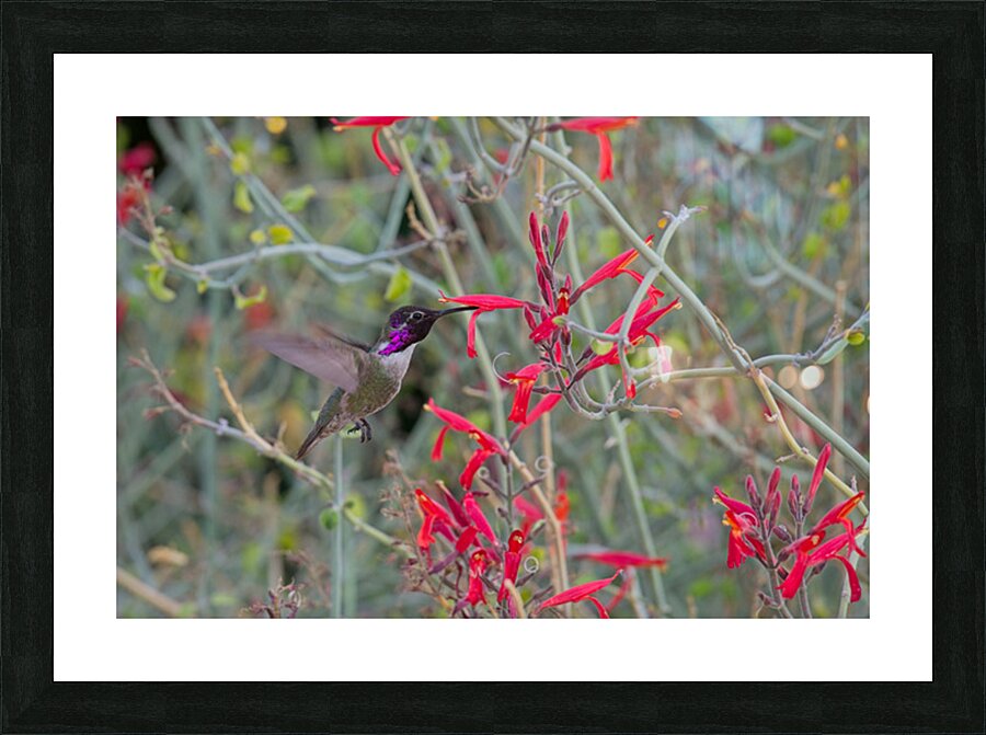  DON4140 Picture Frame print