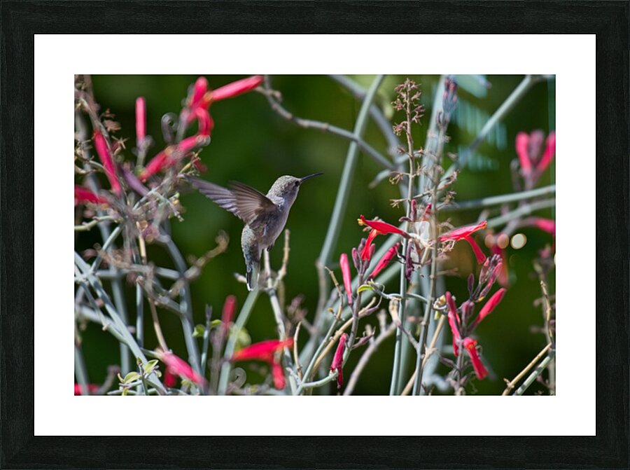  DSC3293 Picture Frame print