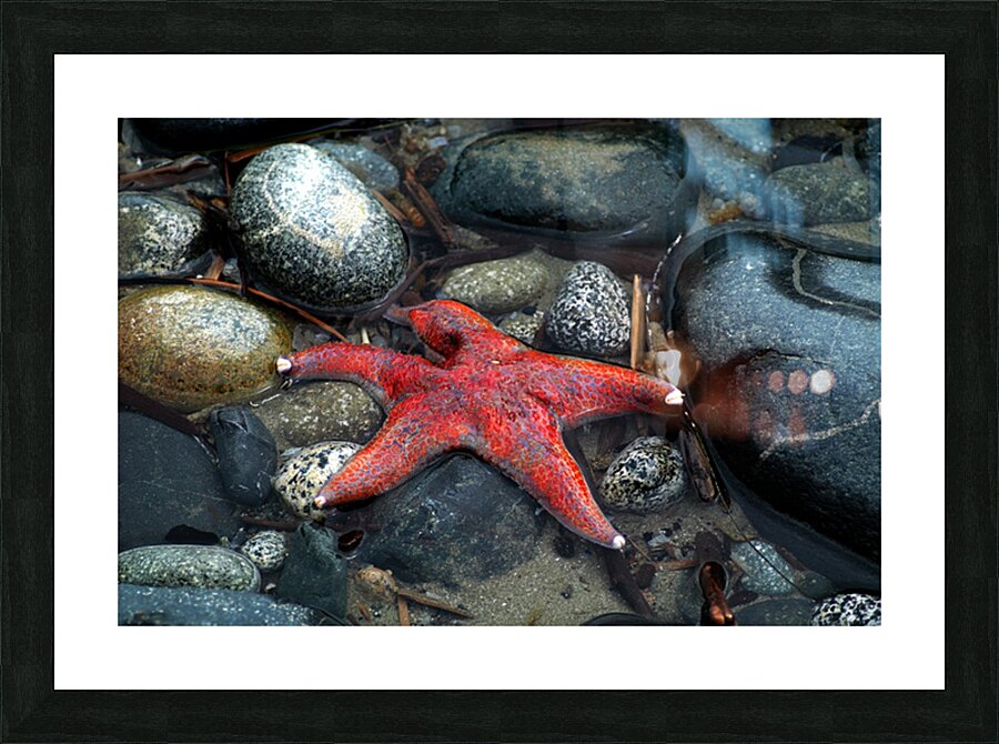 DWO 01430 Picture Frame print