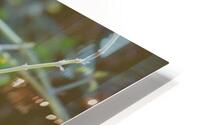  DON4999 HD Metal print