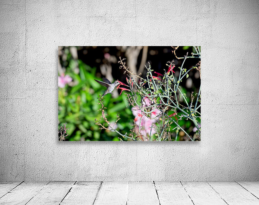  DON6555 Wall Preview