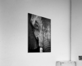 Elephant Uganda wild Acrylic Print