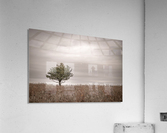 Lone Pine Acrylic Print