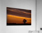 Distant Tree Acrylic Print