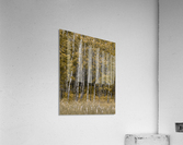 White Birch Acrylic Print