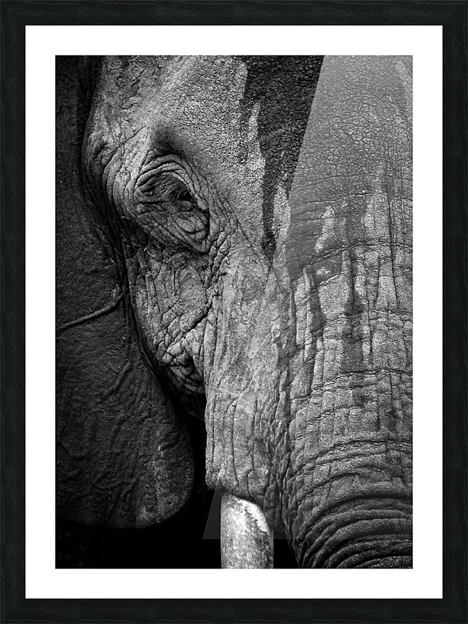Elephant Uganda wild Picture Frame print