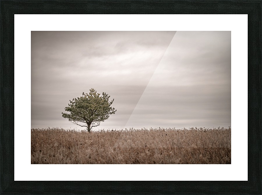 Lone Pine Picture Frame print