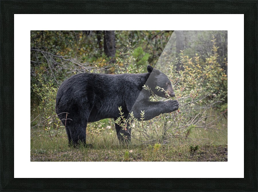 Berry Picking Bear Picture Frame print