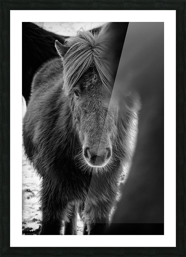 Icelandic Foal Picture Frame print