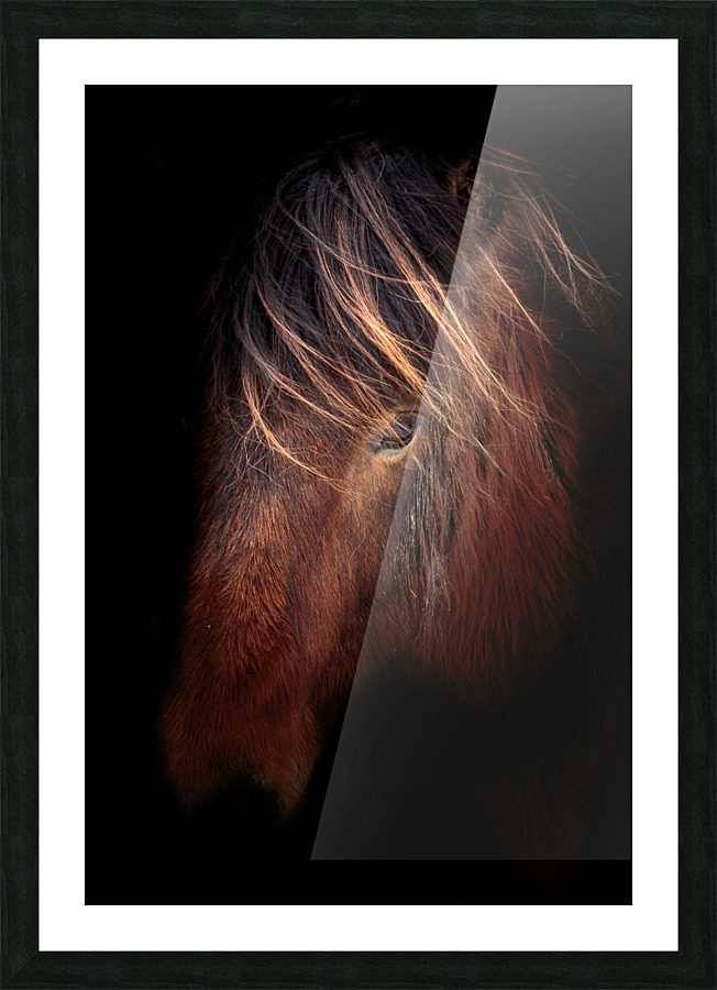 Horse Portrait Picture Frame print