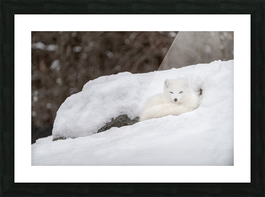 Arctic Fox Picture Frame print