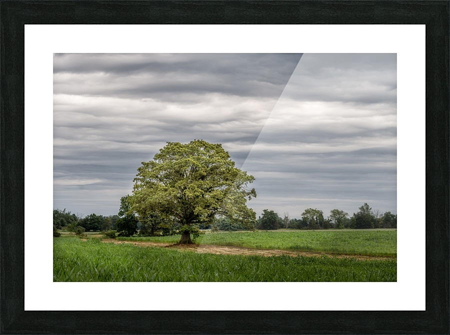 The Tree Stormy Sky Picture Frame print