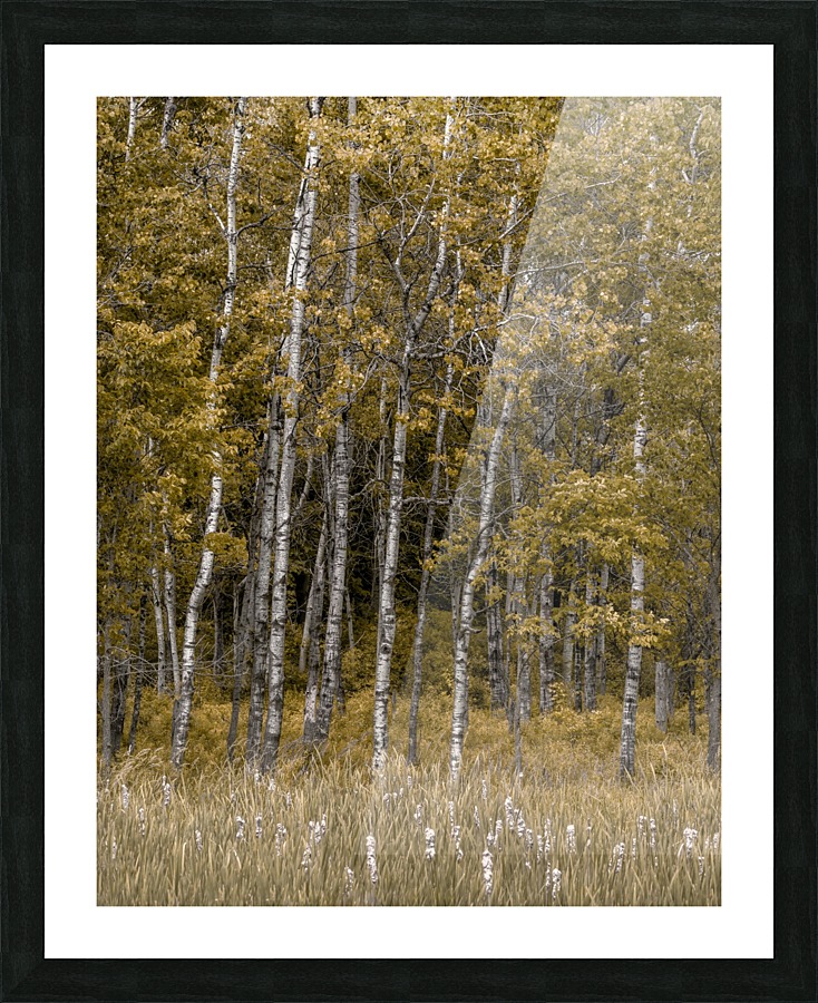 White Birch Picture Frame print