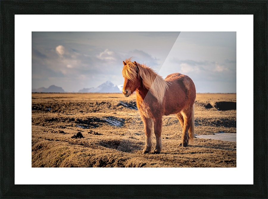 Solitaire Icelandic Horse Picture Frame print