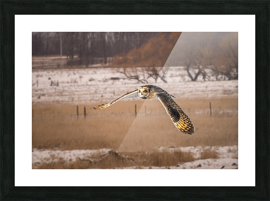 Short Eared Own Picture Frame print