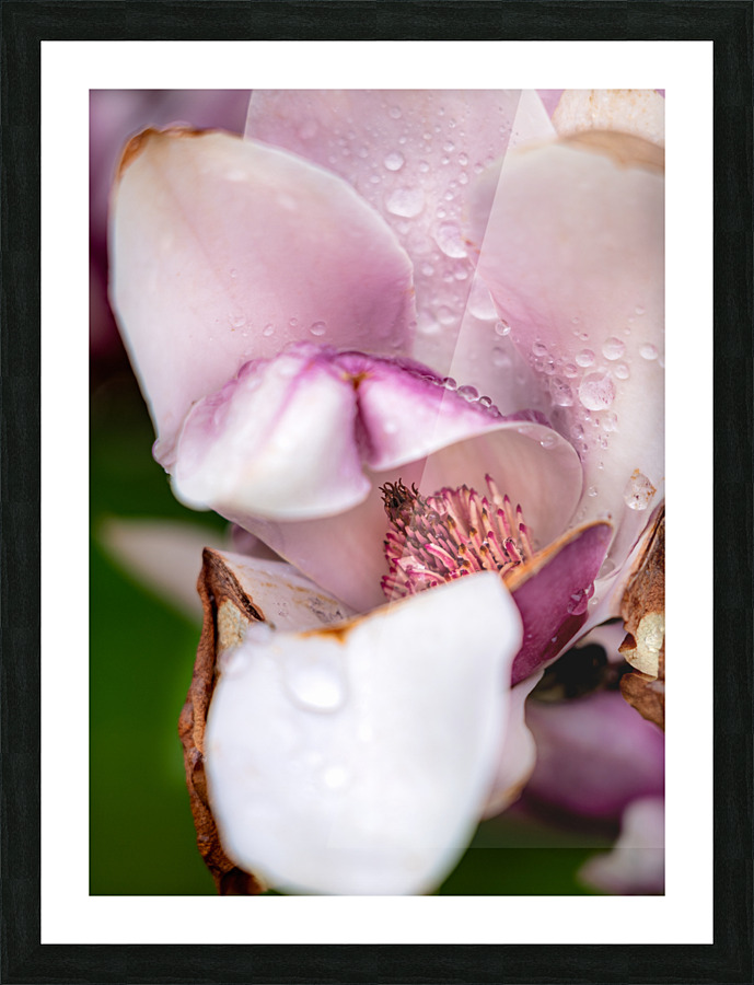 Magnolia Carpels Picture Frame print