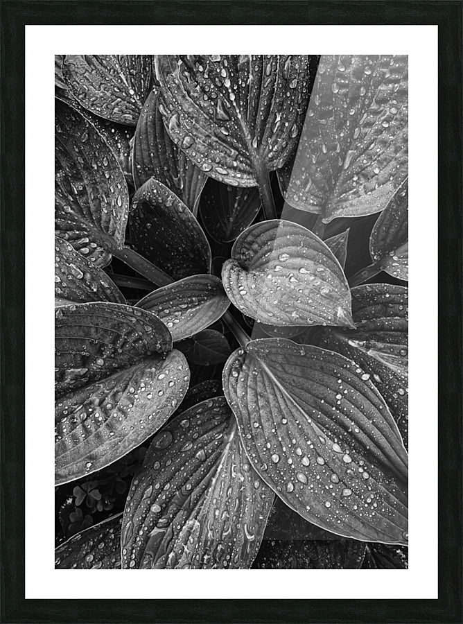 Hosta Leaves Picture Frame print