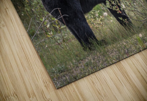 Berry Picking Bear Dan Fleury puzzle