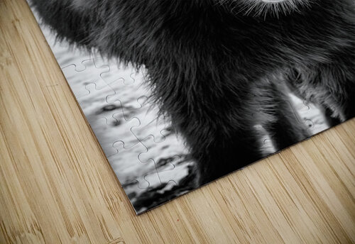 Icelandic Foal Dan Fleury puzzle