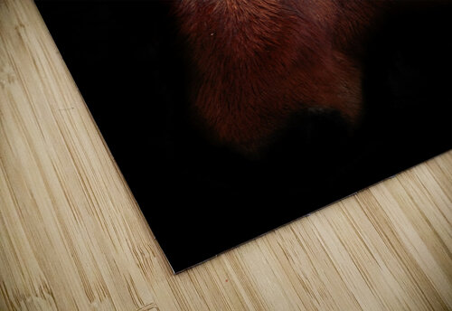 Horse Portrait Dan Fleury puzzle