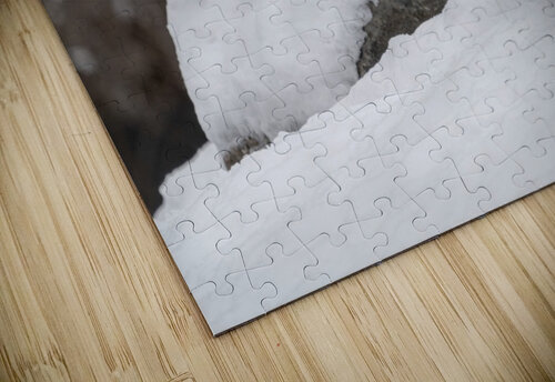 Arctic Fox Dan Fleury puzzle