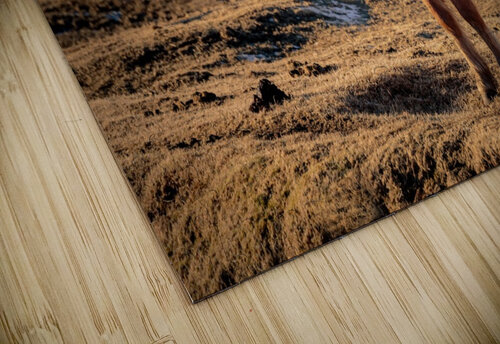 Solitaire Icelandic Horse Dan Fleury puzzle
