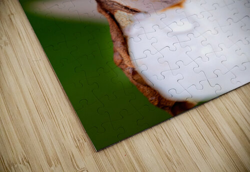 Magnolia Carpels Dan Fleury puzzle