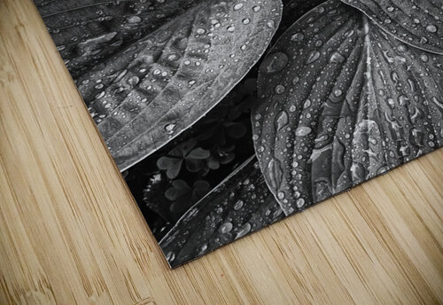 Hosta Leaves Dan Fleury puzzle