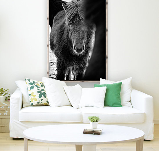 Icelandic Foal Reproduction