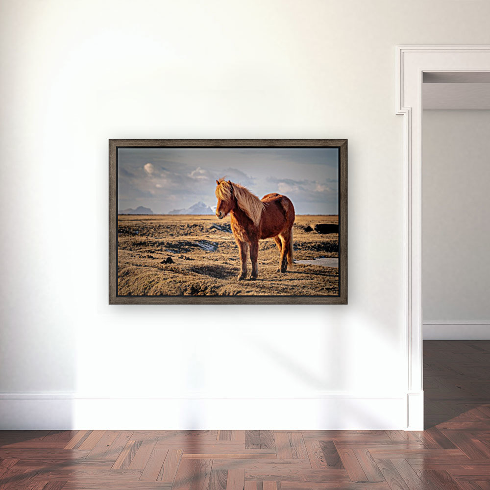 Solitaire Icelandic Horse Reproduction